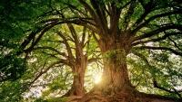stromy tree-3822149 1280